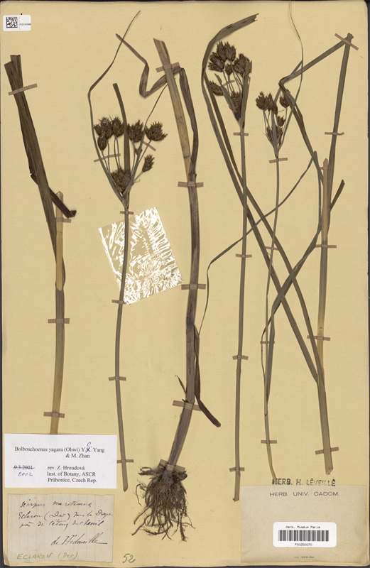 Herbier MNHN