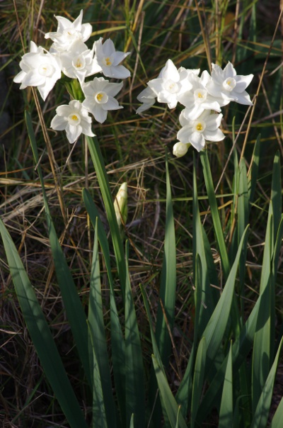2-près de la station d'iris tuberosa sur Colle Noire: Carqueiranne [Narcissus papyraceus]