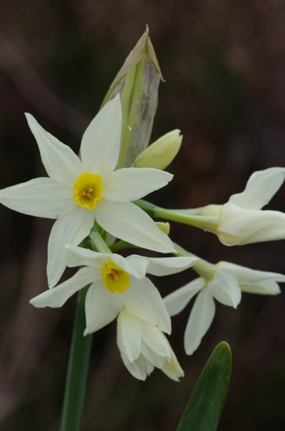 3-salins d'Hyeres [Narcissus sp.]