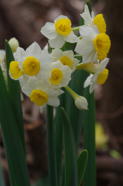 4-La Garde: surtout dans les haies entourant les patures [Narcissus tazetta]