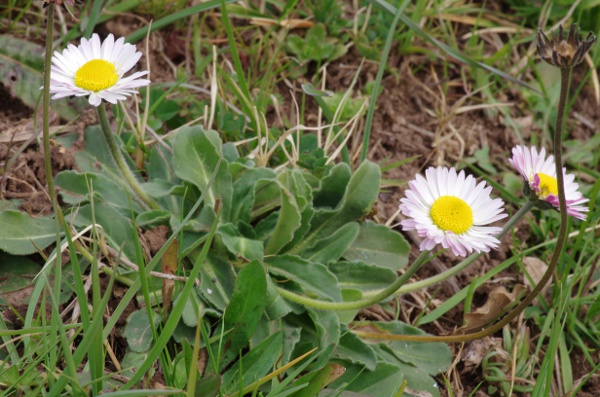 5-Sur les talus à La Garde [Bellis sylvestris]