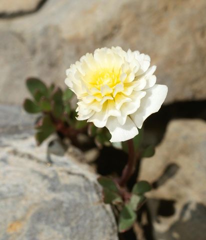 Ranunculus glacialis