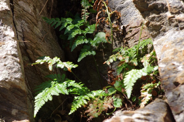 9-Base de rochers sur l'île de Porquerolles [Asplenium balearicum]