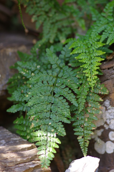 10-même endroit [Asplenium obovatum ssp obovatum]