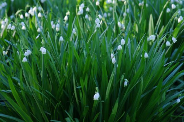 11-prairie humide en arrière plage sur Porquerolles [Leucojum pulchellum]