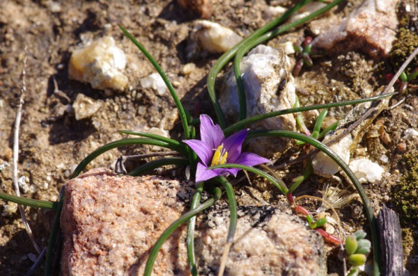 12-St Tropez [Romulea ramiflora]
