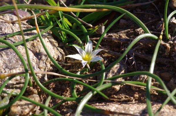 13-idem [Romulea columnae]