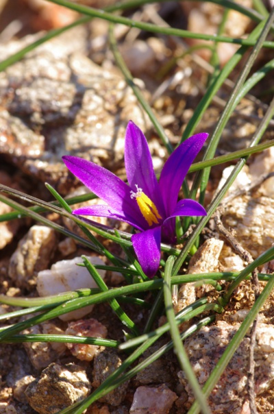14-idem [Romulea arnaudii]