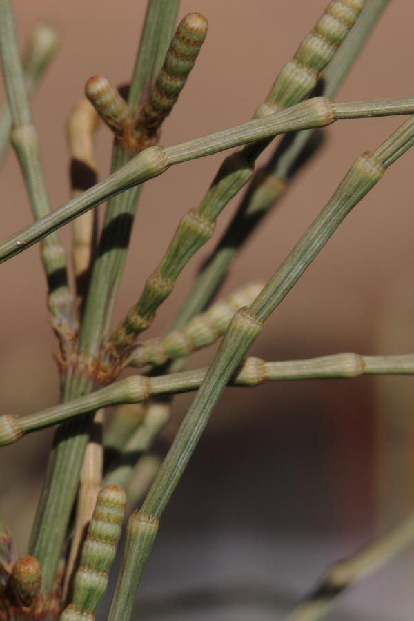 Casuarina sp.