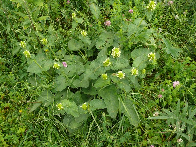 lamium jaune.jpg
