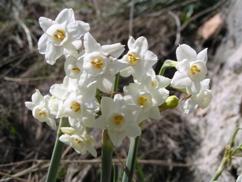 Narcisse dubusP1010164.jpg