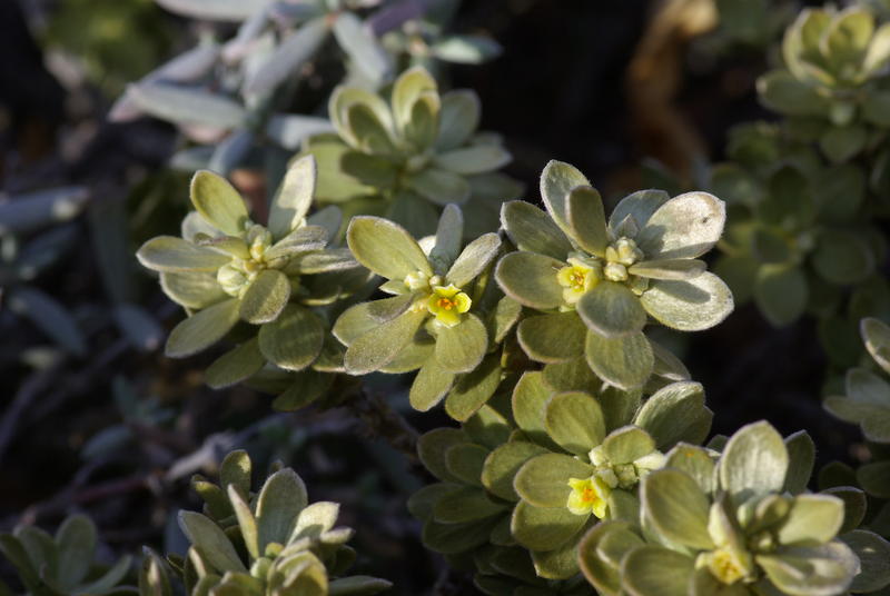 Thymelaea tartonraira