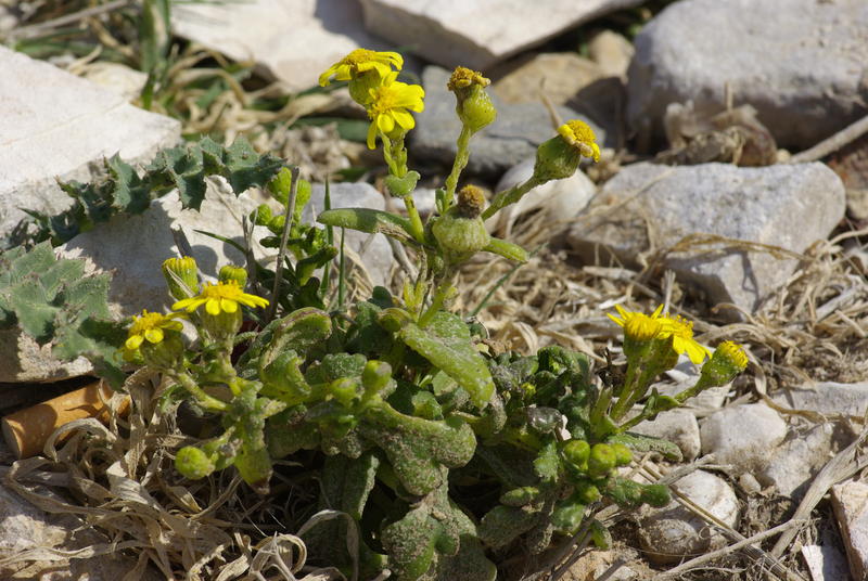 Senecio leucanthemifolius subsp. crassifolius