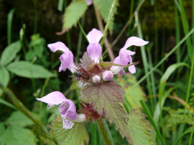 lamium.jpg