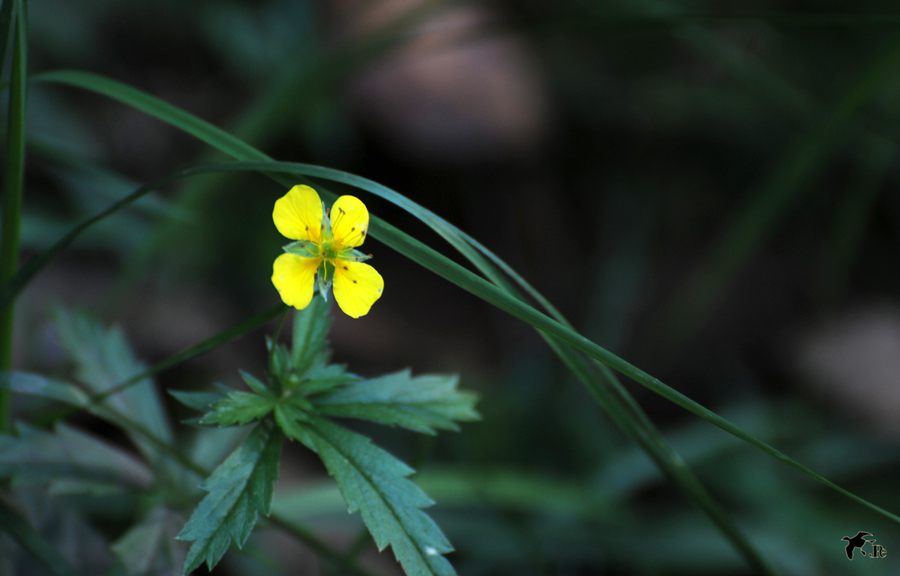Potentilla-erecta-1-Forum.jpg