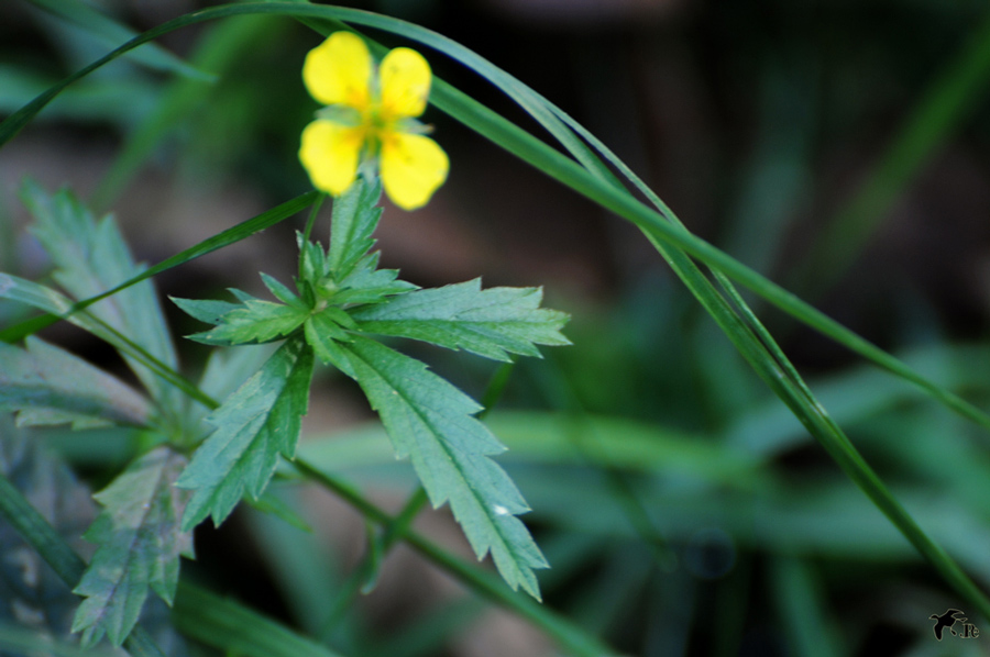 Potentilla-erecta-2-Forum.jpg