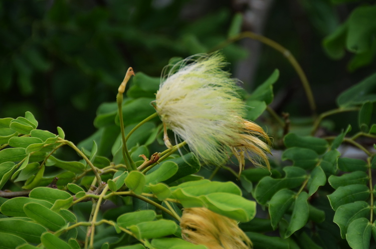 120301-Nk9176-Madagascar-Manakara.JPG