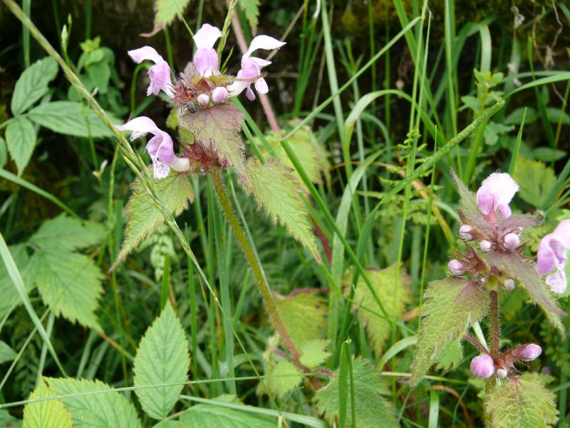lamium 2.jpg
