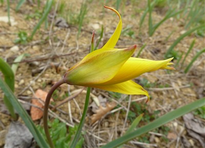 Tulipa sylvestris