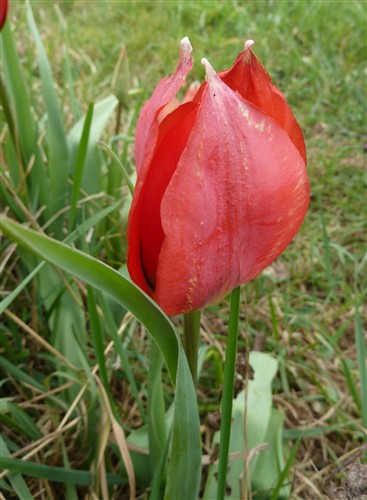 Tulipa raddii