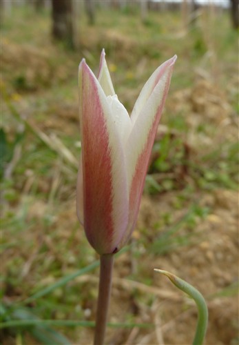 Tulupa clusiana