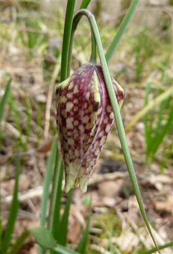 Fritillaria meleagris