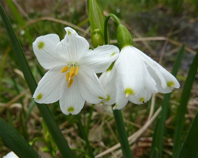 Leucojum aestivum