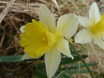 Narcissus pseudonarcissus