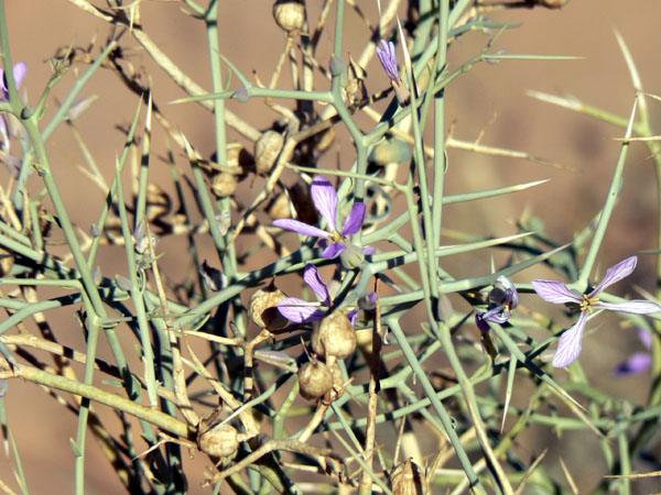 Brassicacées - X - Djanet red_modifié-1.jpg