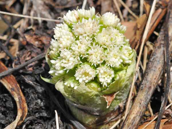 petasite.jpg