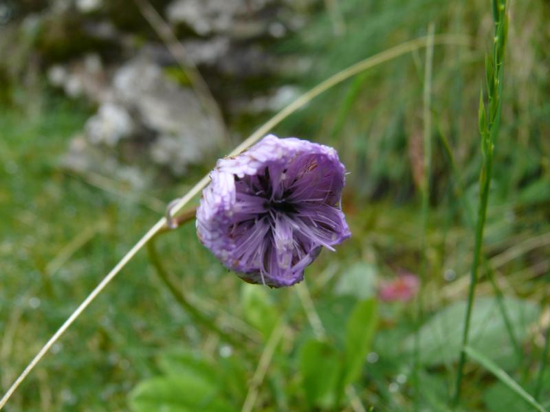 petite violette.jpg