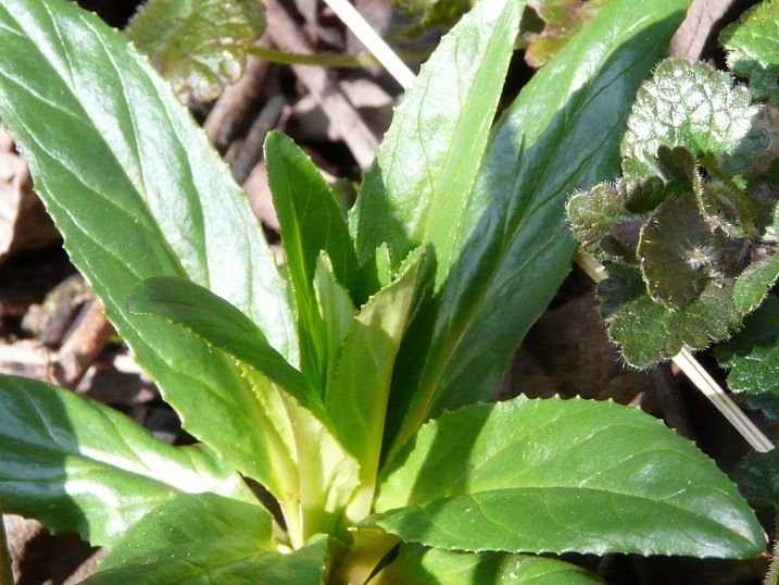 epilobium1.jpg