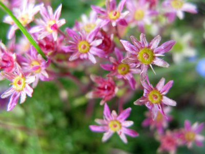 Saxifragacées - Saxifraga sp 07 - Roumanie (Carp méri - Res Nat Arpasel) 07-11 3 RED.jpg