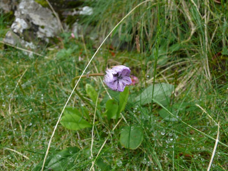 petite violette 2.jpg