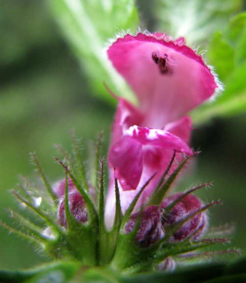 Lamiacées - X 2 Lieu humide tige creuse - Roumanie RED 5.jpg