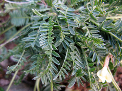 Fabacées - Astragalus sp 2 - RED 2.jpg