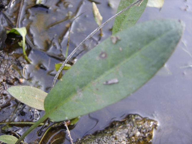 plantain2.jpg