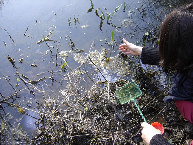 vu d'ensemble avec les feuilles dépassant de l'eau, certaiens étant submergées.