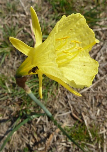 P1070915 narcissus bulbocodium.jpg