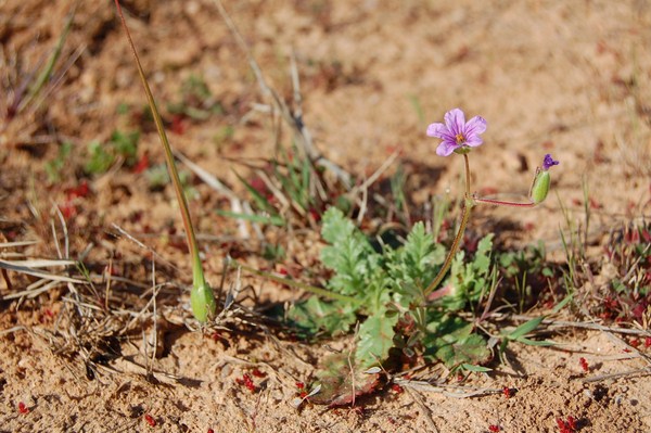 Erodium botrys (12) [1600x1200].JPG