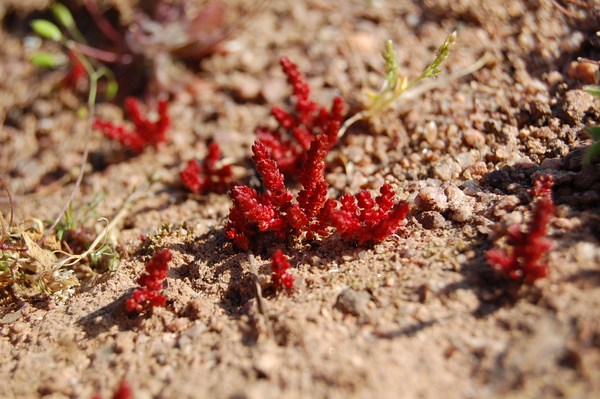 Crassula tillaea (4) [1600x1200].JPG