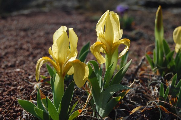 Iris lutescens (5) [1600x1200].JPG