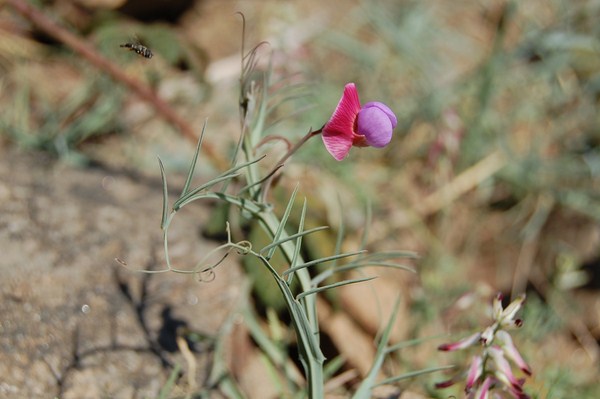 Lathyrus clymenum articulatus (1) [1600x1200].JPG