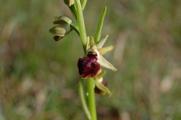 Ophrys incubacea [1600x1200].JPG