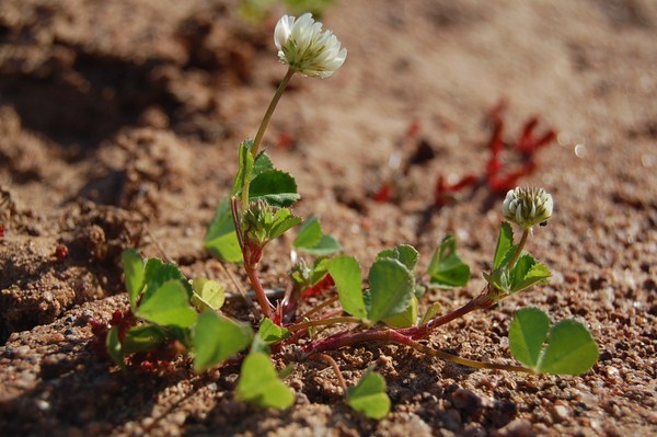 Trifolium nigrescens (7) [1600x1200].JPG
