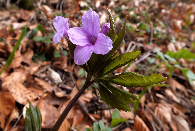 Cardamine pentaphyllos.jpg