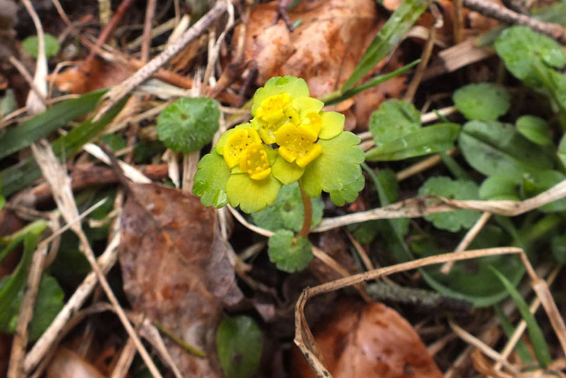 Chrysosplenium alternifolium.jpg