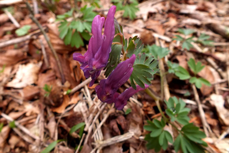 Corydalis solida.jpg