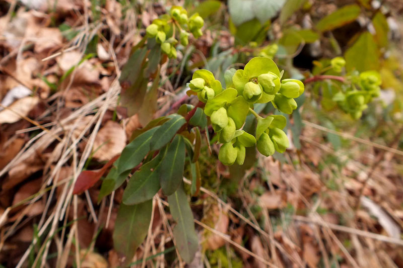 Euphorbia amygdaloides.jpg