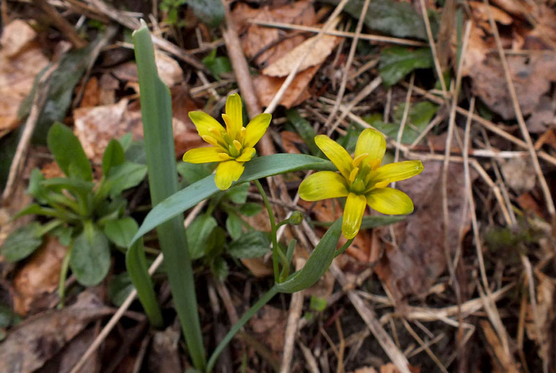 Gagea lutea-3a.jpg